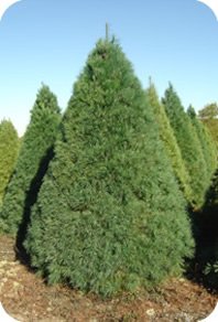 Michigan White Pine