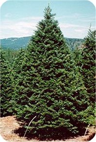 Oregon Grand Fir