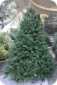 Michigan Black Hills Spruce