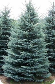 Canada Balsam Fir