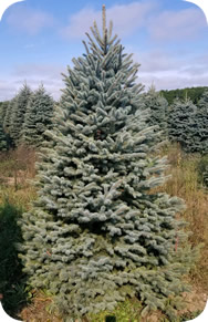 Michigan Blue Spruce