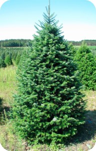 Michigan Concolor Fir