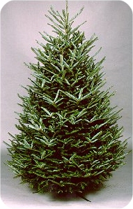 North Carolina Fraser Fir