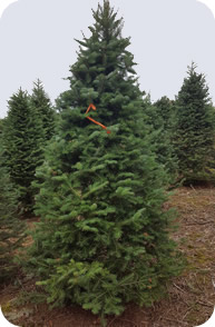 Michigan Hybrid Fralsam Fir