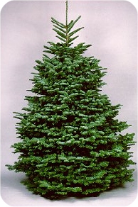 Oregon Noble Fir