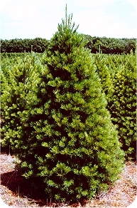 Michigan White Pine