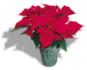 Red Poinsettia