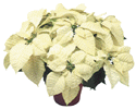 White Poinsettia