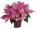 Pink Poinsettia