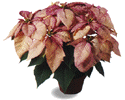 Monet Poinsettia