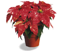 Jingle Bells Poinsettia