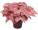 Marblestar Poinsettia