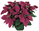 Plum Pudding Poinsettia