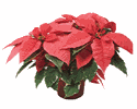 Heirloom Peach Poinsettia