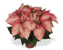 Frosted Picasso Poinsettia