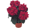 Red Winter Rose Poinsettia