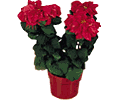 Jingle Bells Winter Rose Poinsettia